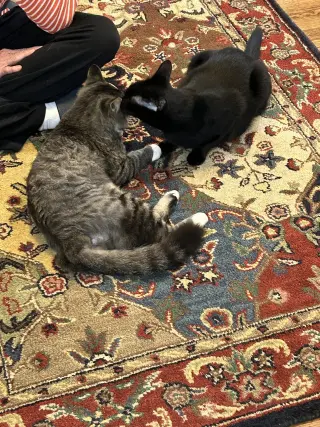 FOZZY BEAR - Maine Coon mix - BIG Sweetie