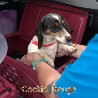 Cookie Dough