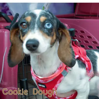 Cookie Dough
