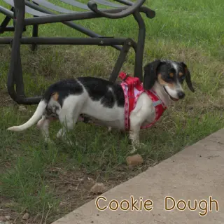 Cookie Dough