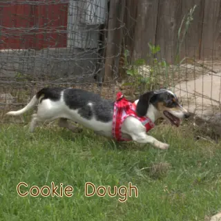 Cookie Dough
