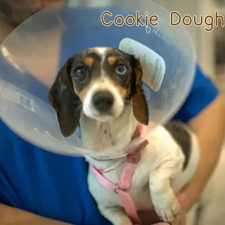 Cookie Dough