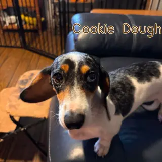 Cookie Dough