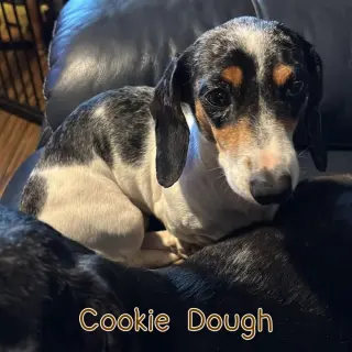 Cookie Dough