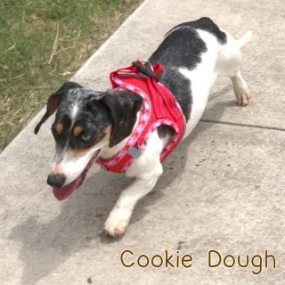 Cookie Dough