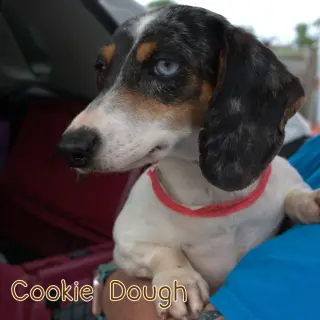 Cookie Dough