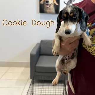Cookie Dough
