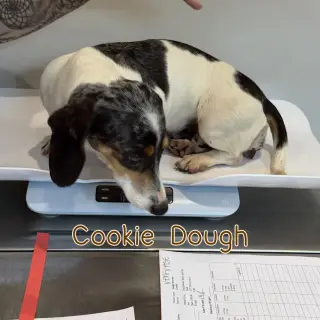 Cookie Dough