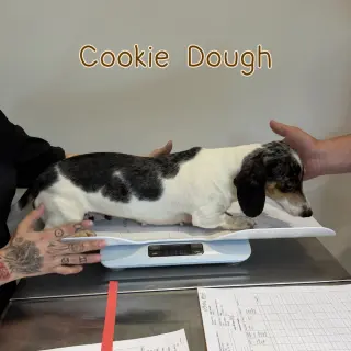 Cookie Dough