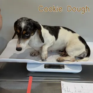 Cookie Dough