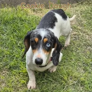 Cookie Dough