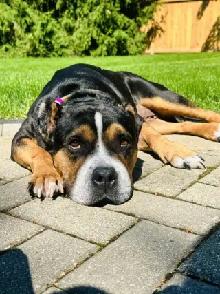Mila