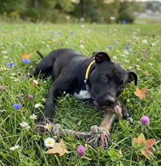 Bellisima