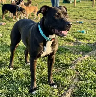 Bellisima