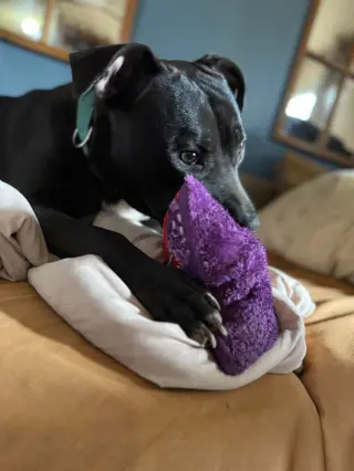 Bellisima
