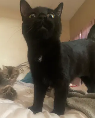 Pepper