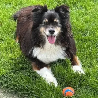 Bleu adoption pending