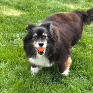 Bleu adoption pending