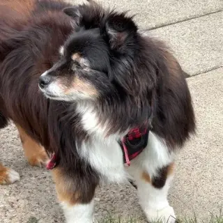 Bleu adoption pending