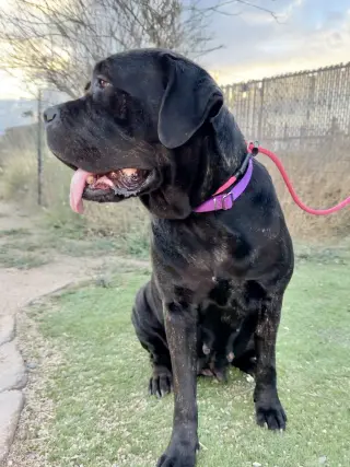Duchess