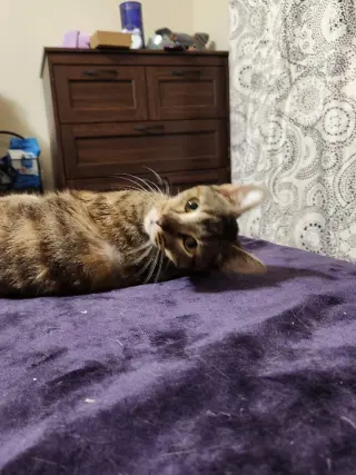 Zuri