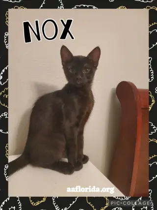 Nox