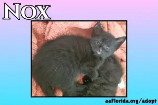 Nox