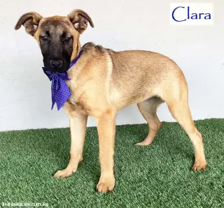 Clara