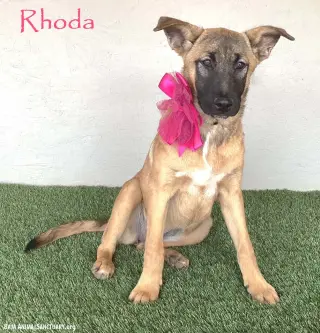 Rhoda