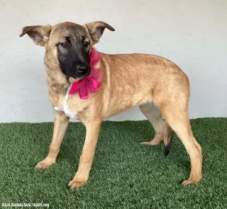 Rhoda