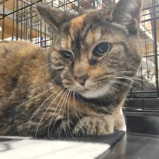Delilah