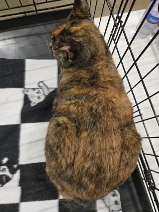 Delilah