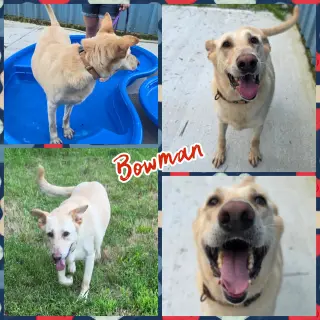 Bowman