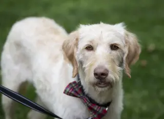 Scottie - ADOPTED!!!