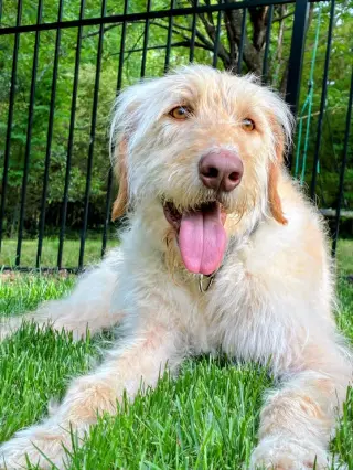 Scottie - ADOPTED!!!