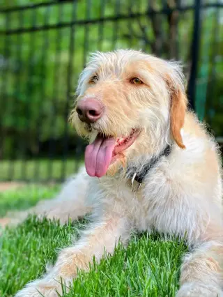 Scottie - ADOPTED!!!