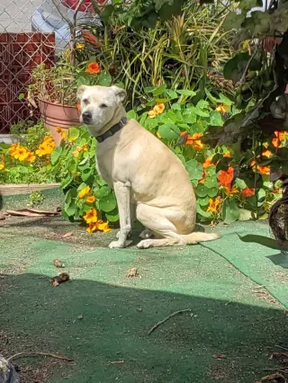 Lacey