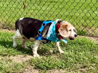 Snoopy D