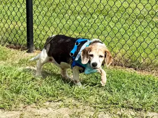 Snoopy D