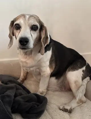 Snoopy D