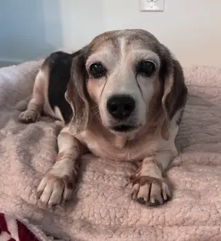 Snoopy D