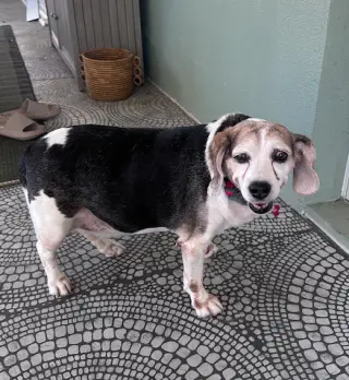 Snoopy D