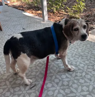 Snoopy D