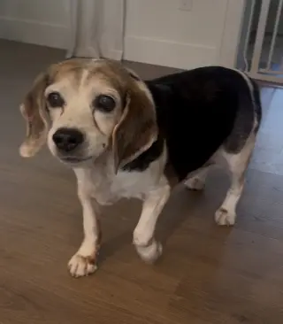 Snoopy D