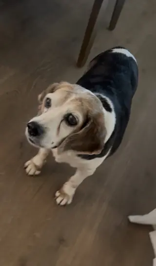 Snoopy D