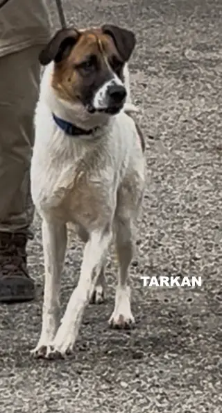 TARKAN