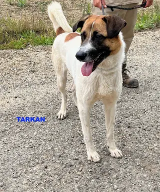 TARKAN