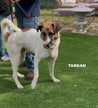 TARKAN