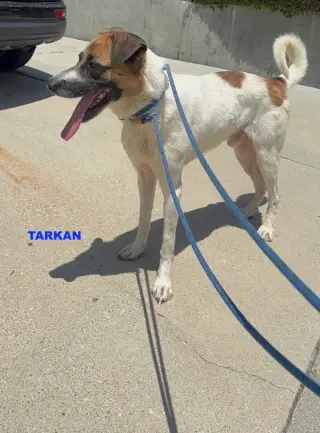 TARKAN
