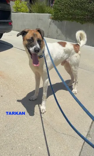 TARKAN